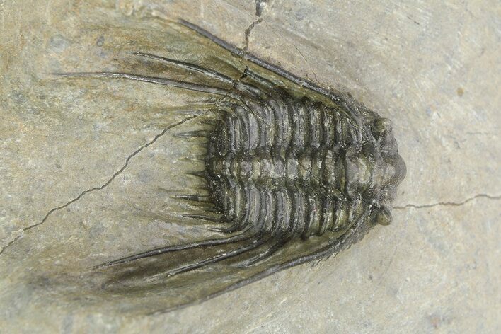 Spiny Leonaspsis Trilobite - Morocco #286570